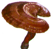 Reishi